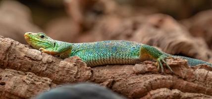 ocellated hagedis op logboek foto