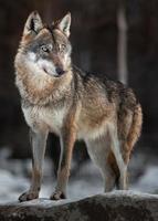 portret van Euraziatische wolf foto