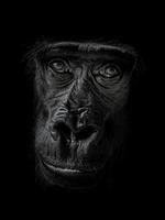 westelijke gorilla close-up foto
