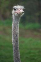 portret van gewone struisvogel foto