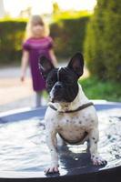 schattige franse bulldog met een bad in de stadsfontein op een hete lentedag foto