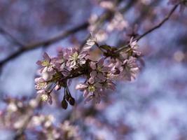 roze bloemen van kersenboom bloeien op een tak met blauwe lucht op een achtergrond close-up met ondiepe scherptediepte en kopieer de ruimte foto