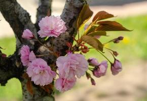 roze sakura bloemen in de buurt van de lente in zonlicht foto