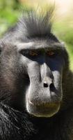 alpha mannelijke makaak primaat foto