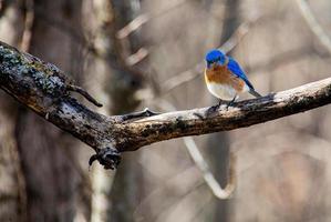 oostelijke bluebird met levendige blauwe veren zitstokken op een oude appelboom tak foto