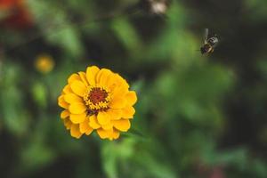 gele bloem en bijen foto