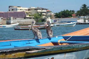 bruine pelikanen in de Caribische zee naast de tropische paradijskust foto