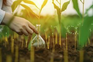 agrarisch technologieën voor groeit planten en wetenschappelijk Onderzoek in de veld- van biologie en chemie van natuur. leven groen spruit in de handen van een boer, genereren ai foto