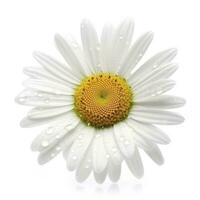 madeliefje bloem geïsoleerd Aan wit achtergrond net zo pakket ontwerp element, genereren ai foto