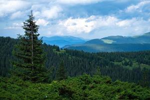 Karpatenpanorama van groene heuvels in de zomerberg