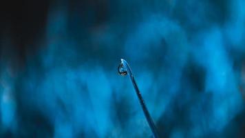 laten vallen op het puntje van een groen blad van gras foto