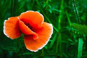 open knop van rode papaver bloem in het veld foto