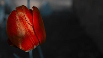 rode tulp close-up op donkere achtergrond foto