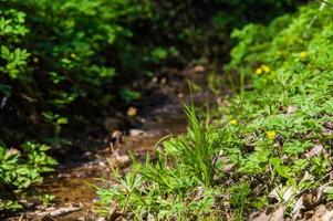 groen gras met gele bloemen bij de beek foto