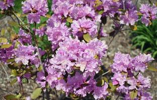 lente- en zomerbloemen foto