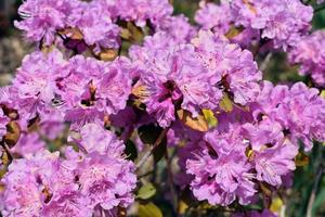 lente- en zomerbloemen foto