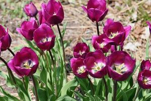 lente- en zomerbloemen foto