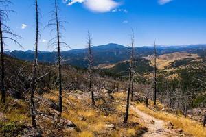 pad door de bomen verwoest door een bosbrand in Chautauqua Park in Boulder, Colorado foto