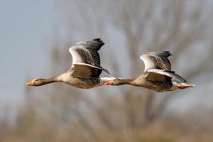 twee grijze ganzen vliegen in een rij voor blauwe hemel foto