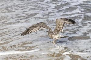 bruine zilvermeeuw vliegt met golven over zandstrand van de Oostzee