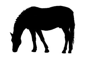 paard eten als illustratie in zwart-wit foto