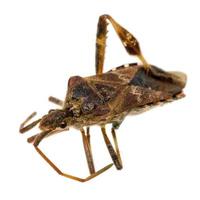 close-up van een dode bruine geïsoleerde kakkerlak foto