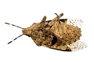 close-up van een dode bruine geïsoleerde kakkerlak foto