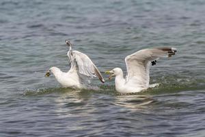 twee drijvende zilvermeeuwen maken ruzie over een krab foto