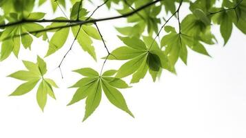 groen boom bladeren en takken geïsoleerd Aan wit achtergrond, genereren ai foto