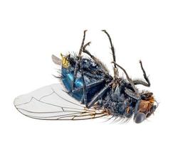 close-up van een dode vlieg die op zijn rug ligt