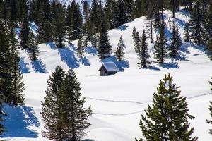 hut tussen de dennen ondergedompeld in de sneeuw