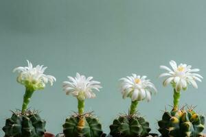 dichtbij omhoog volle boom bloem van cactus foto