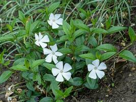 minder wit maagdenpalm vinca minor alba met wit bloemen foto