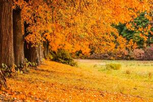 geel herfst park, groente, geel, oranje, rood foto