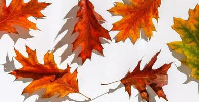 veelkleurig bladeren. kleurrijk herfst bladeren verzameling geïsoleerd Aan wit achtergrond foto