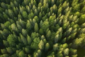 antenne top visie van zomer groen bomen in Woud in landelijk Finland, genereren ai foto