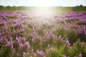 erica bloem veld, zomer seizoen , genereren ai foto