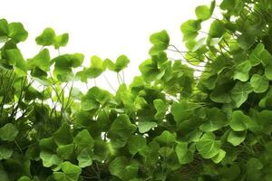 dichtbij omhoog van daun pegagan, centella asiatica bladeren, in Ondiep focus , genereren ai foto