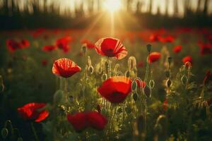 anzac dag gedenkteken papavers. veld- van rood papaver bloemen naar eer gedaald veteranen soldaten in strijd van anzac wapenstilstand dag. wilde bloemen bloeiend papaver veld- landschap, genereren ai foto