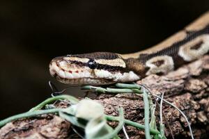 koninklijke pythonslang. reptielen en reptielen. amfibieën en amfibieën. tropische fauna. dieren in het wild en zoölogie. foto