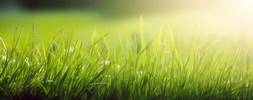 natuurlijk achtergrond banier met groen vers gras en kopiëren ruimte. ai gegenereerd. foto