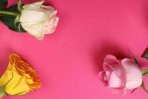 kleurrijk verscheidenheid roos bloem Aan wit achtergrond licht roze roze geel wit Aan roze achtergrond foto