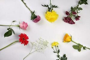 madeliefje chrysant mamma roos baby adem bloem rood geel roze Purper paars Aan wit achtergrond foto