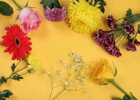 madeliefje chrysant mamma roos baby adem bloem rood geel roze Purper paars Aan geel achtergrond foto