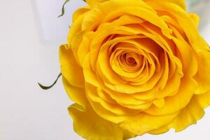 geel roos bloem detailopname macro bloemblaadjes cirkel Aan wit achtergrond foto