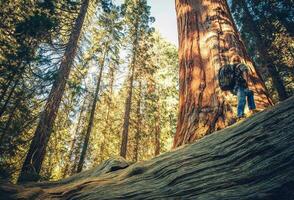 sequoia Woud verkennen foto