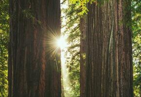 twee oude sequoia bomen en de zon tussen foto