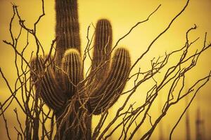 kampioen saguaro Arizona foto
