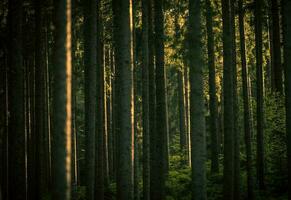 Woud zomer landschap foto