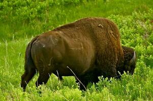 Amerikaans buffel detailopname foto